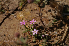 Centaurium meyeri